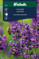 Lavendel 'Lavandula angustifolia'